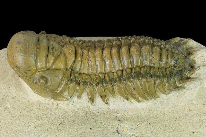 Crotalocephalina Trilobite - Atchana, Morocco #153914